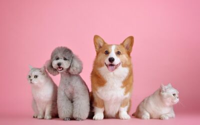 Must-Have Pet Tech: Gadgets You Can’t Miss
